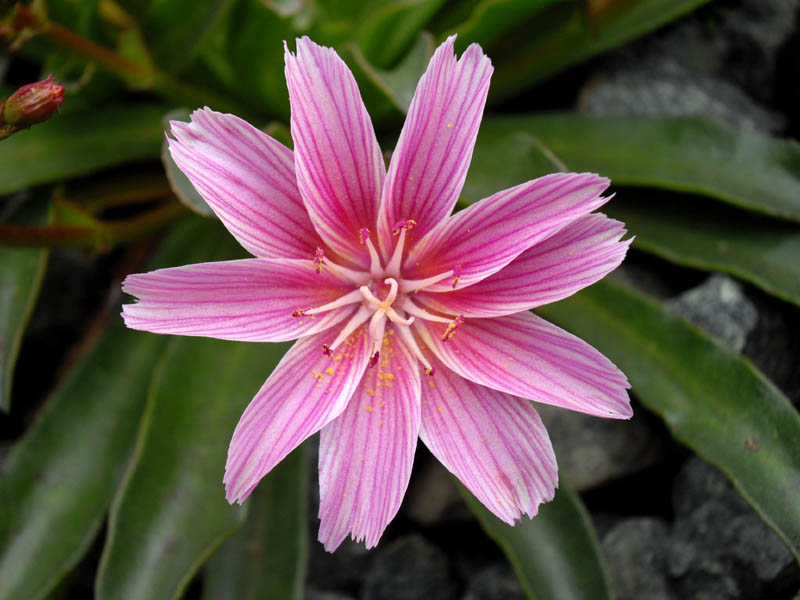Lewisia longipetala 'Little Plum' photo